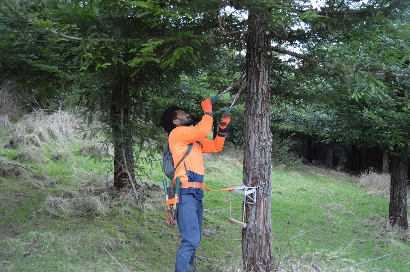 Makerikeri Silviculture field work